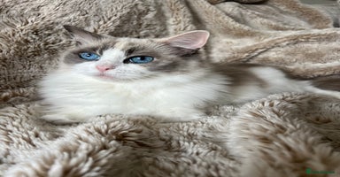 Ragdoll cats - Advert 7