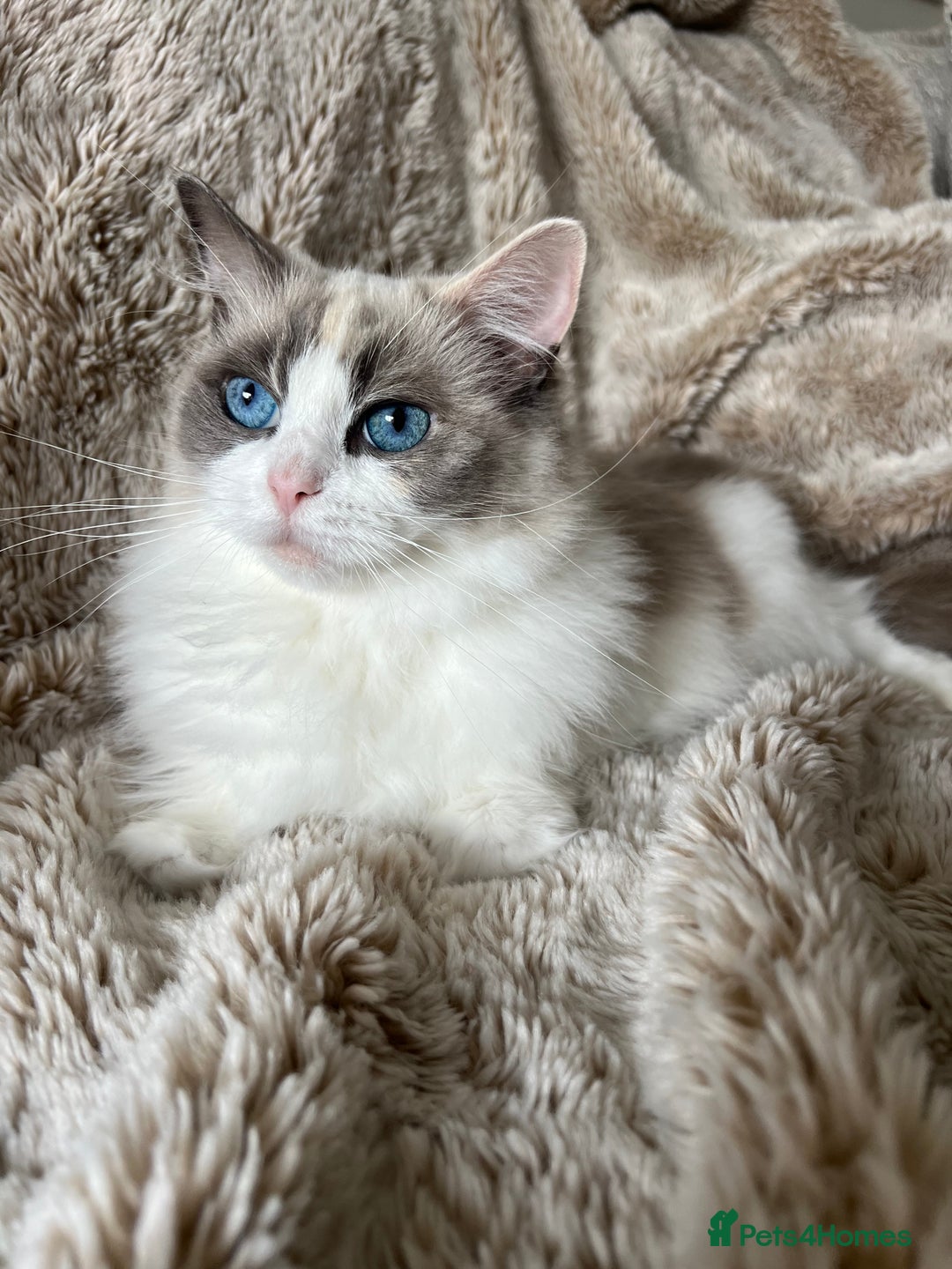 Ragdoll cats for sale: GCCF Registered Female Adult Ragdoll - Spayed - Image 3