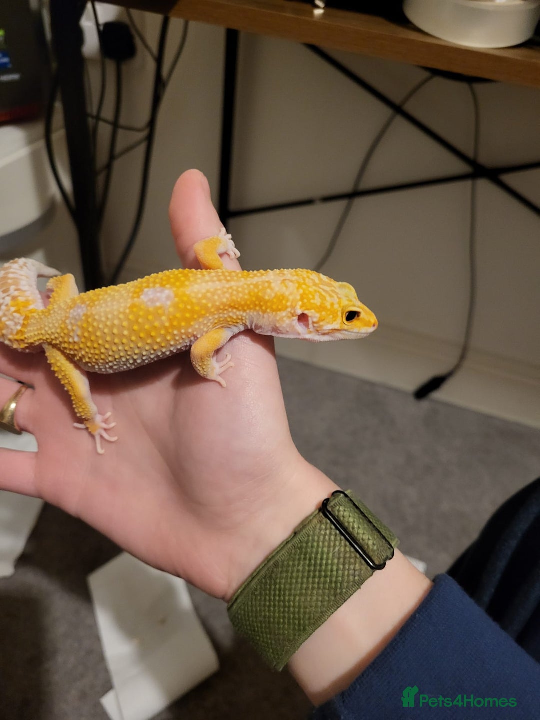 Leopard Gecko reptiles for sale: Tremper albino 4yrs old full setup - Advert 3