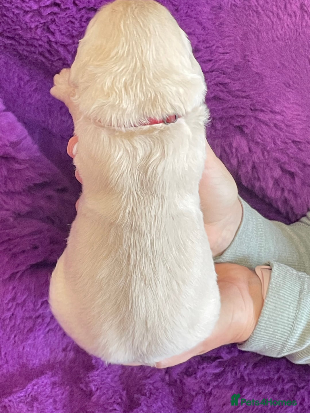 Golden Retriever dogs for sale: KC Reg Cream Boys from health tested parents.  - Image 11