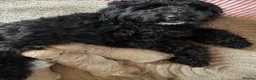 Mixed Breed dogs for sale: Tibetan x poodles  in Houghton le Spring - Advert 10