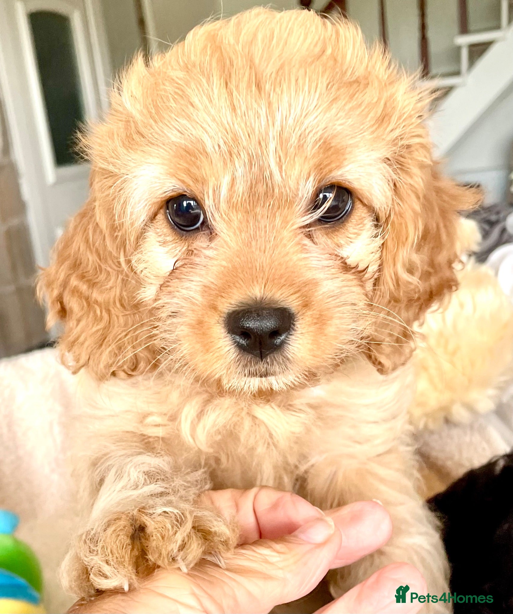 Cavapoo dogs Perfect Cavapoo pups - Advert 8