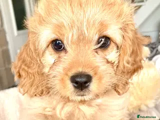 Cavapoo dogs Perfect Cavapoo pups - Advert 8