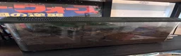 Millipedes invertebrates for sale: Millipede in Paignton - Advert 5