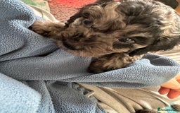 Cavapoo dogs for sale: Gorgeous Rare-Colouring Cavapoo Puppies - Advert 22