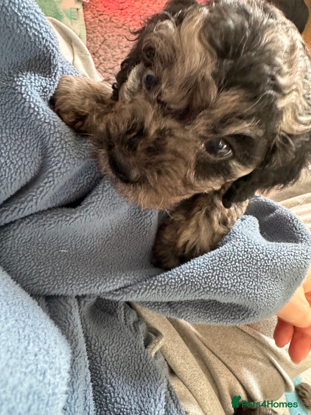 Cavapoo dogs for sale: Gorgeous Rare-Colouring Cavapoo Puppies - Advert 22