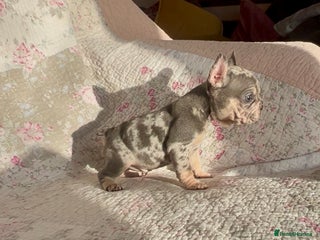 French Bulldog dogs Outstanding Frenchie Babies - Advert 1