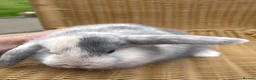 Mini Lop rabbits for sale: Gorgeous baby mini lops  - Advert 2