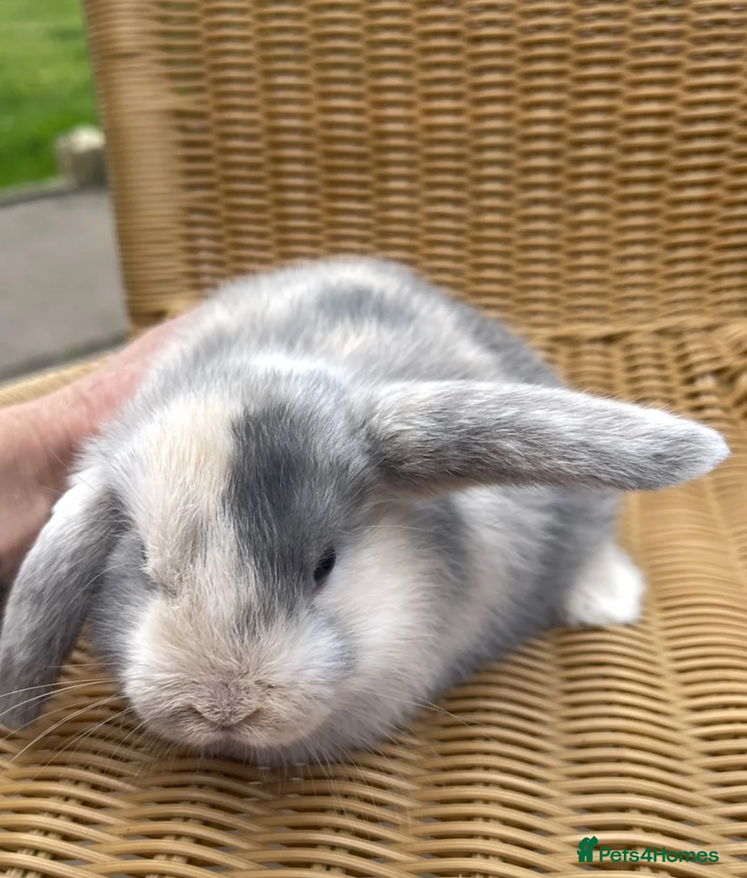 Mini Lop rabbits for sale: Gorgeous baby mini lops  - Advert 2