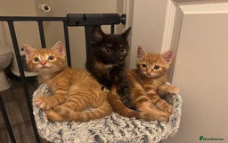 Mixed Breed cats for sale: 3 Gorgeous kittens For Sale - Image 1