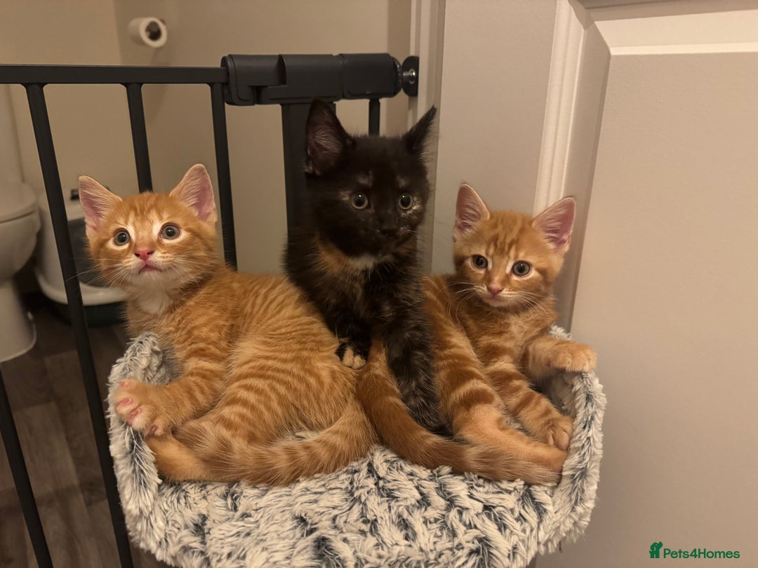 Mixed Breed cats for sale: 3 Gorgeous kittens For Sale - Image 1