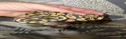 Python Snake reptiles for sale: Pastel dhet hypo puzzle in Hornchurch - Advert 2