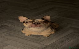 French Bulldog dogs for sale: 10 month old french bulldog female - Image 1