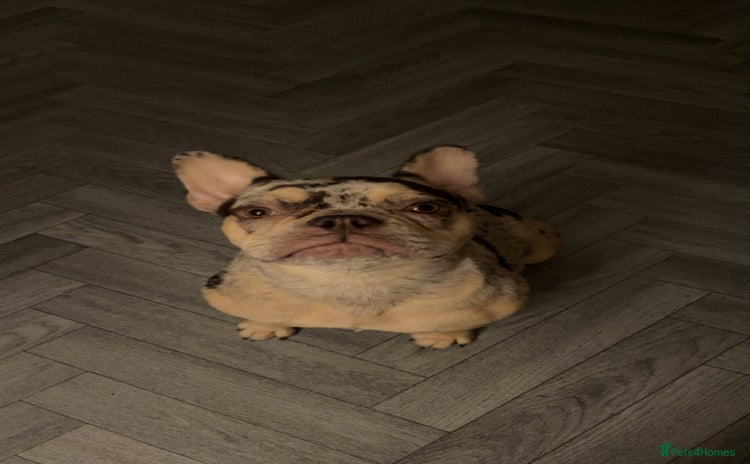 French Bulldog dogs - Advert 9