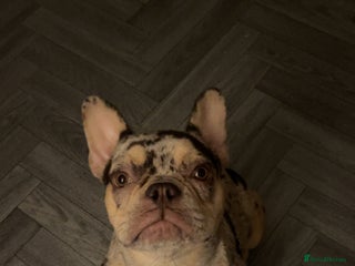 French Bulldog dogs - Advert 13