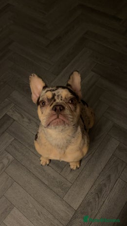 French Bulldog dogs - Advert 19