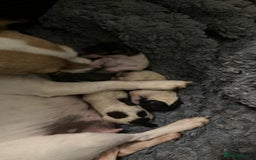 Jack Russell dogs for sale: Miniature Jack Russell’s  - Image 16