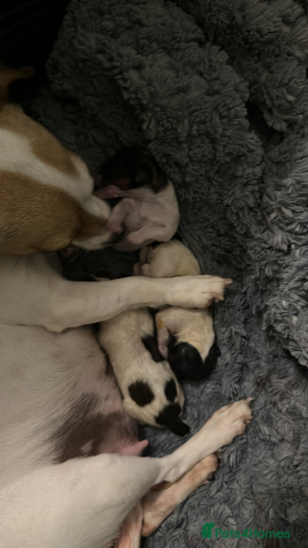 Jack Russell dogs for sale: Miniature Jack Russell’s  - Image 16