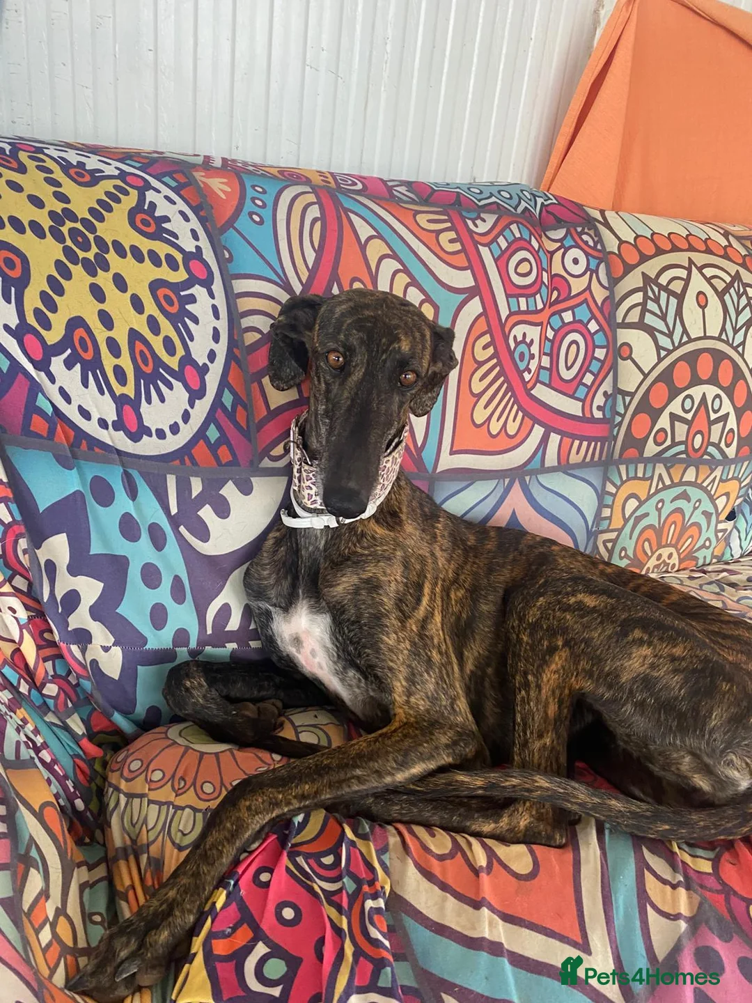 Mixed Breed dogs for adoption: 💛 Gala  - Advert 1