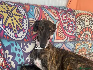 Mixed Breed dogs ๐ Gala - Advert 2