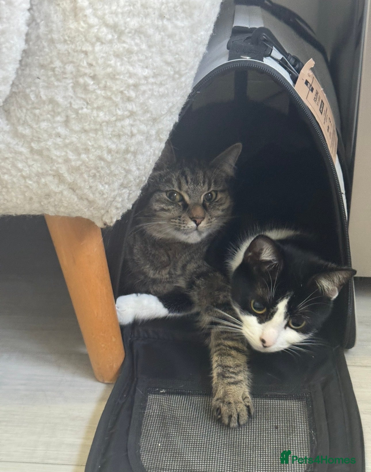 American Bobtail cats 2 lovely cats needs rehousing  - Advert 1