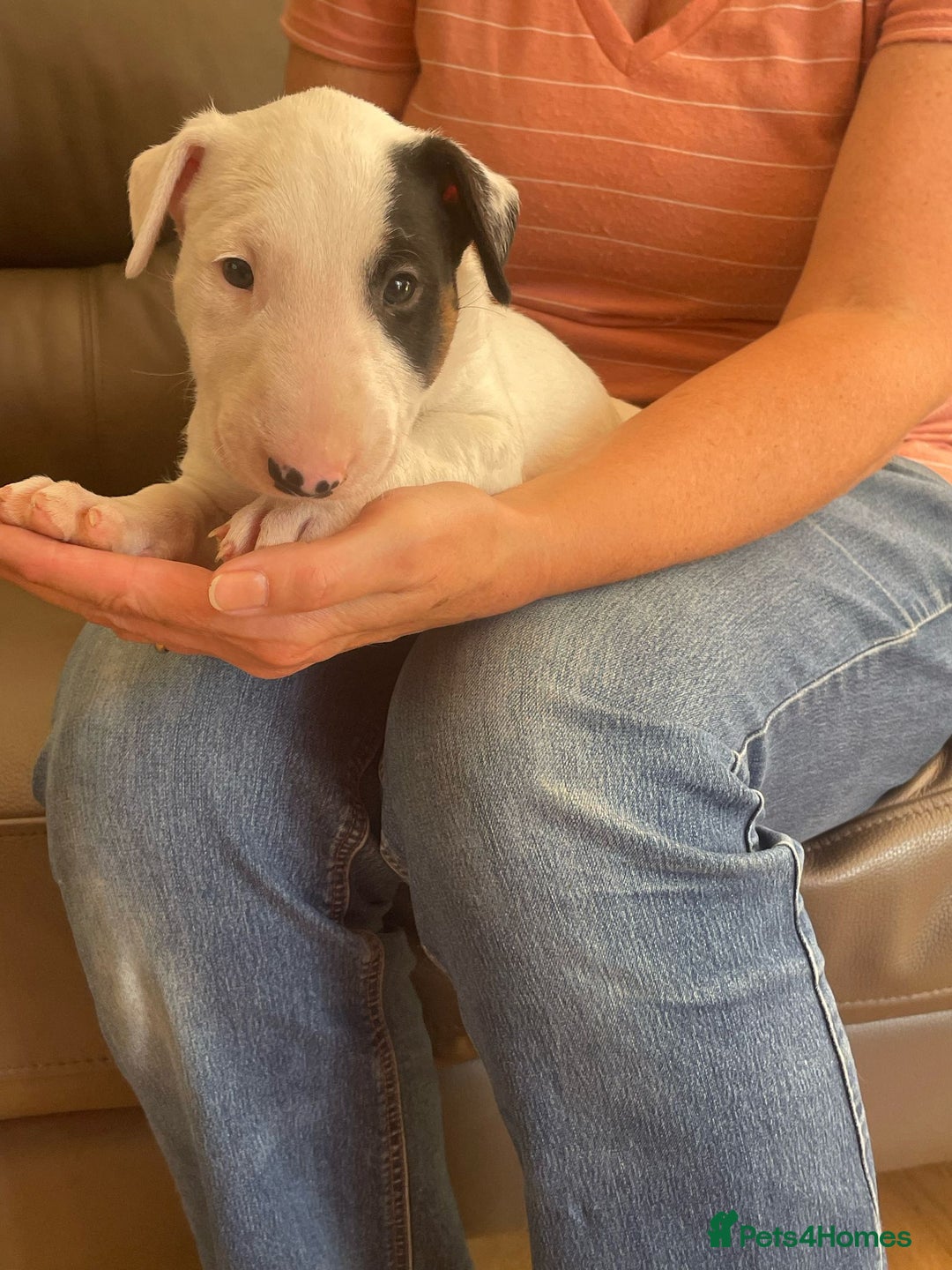 English Bull Terrier dogs for sale: English bull terrier  - Image 11