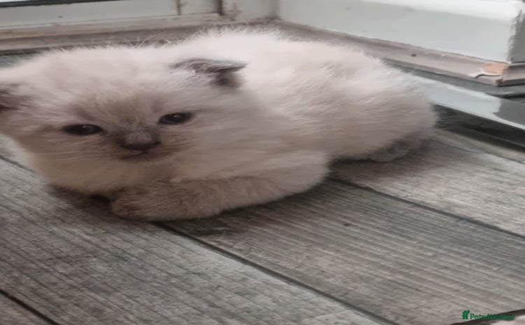 Scottish Fold cats - Advert 2