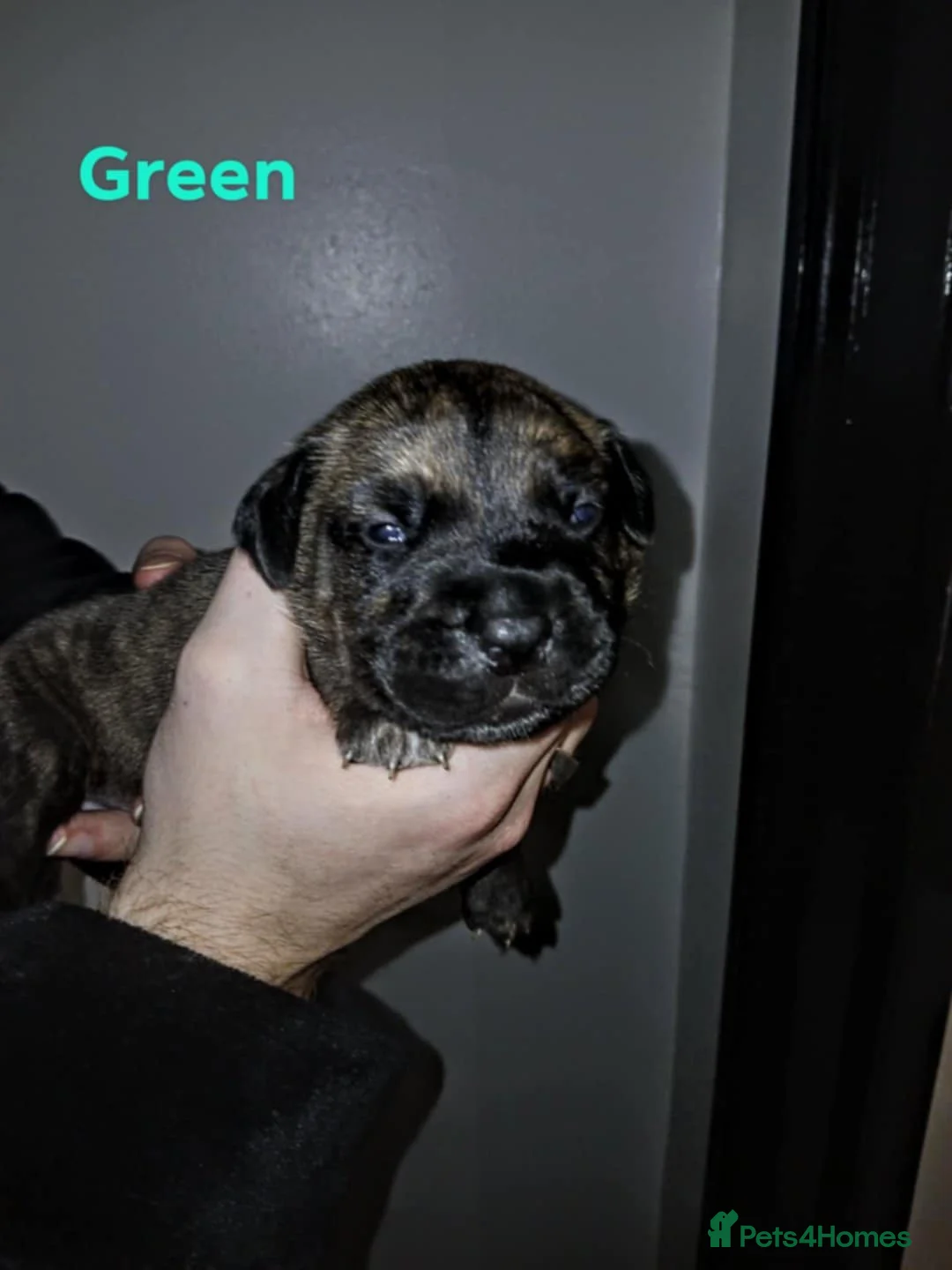 Mixed Breed dogs for sale: CANE CORSO X PRESA CANARIO PUPS £750 - Advert 12
