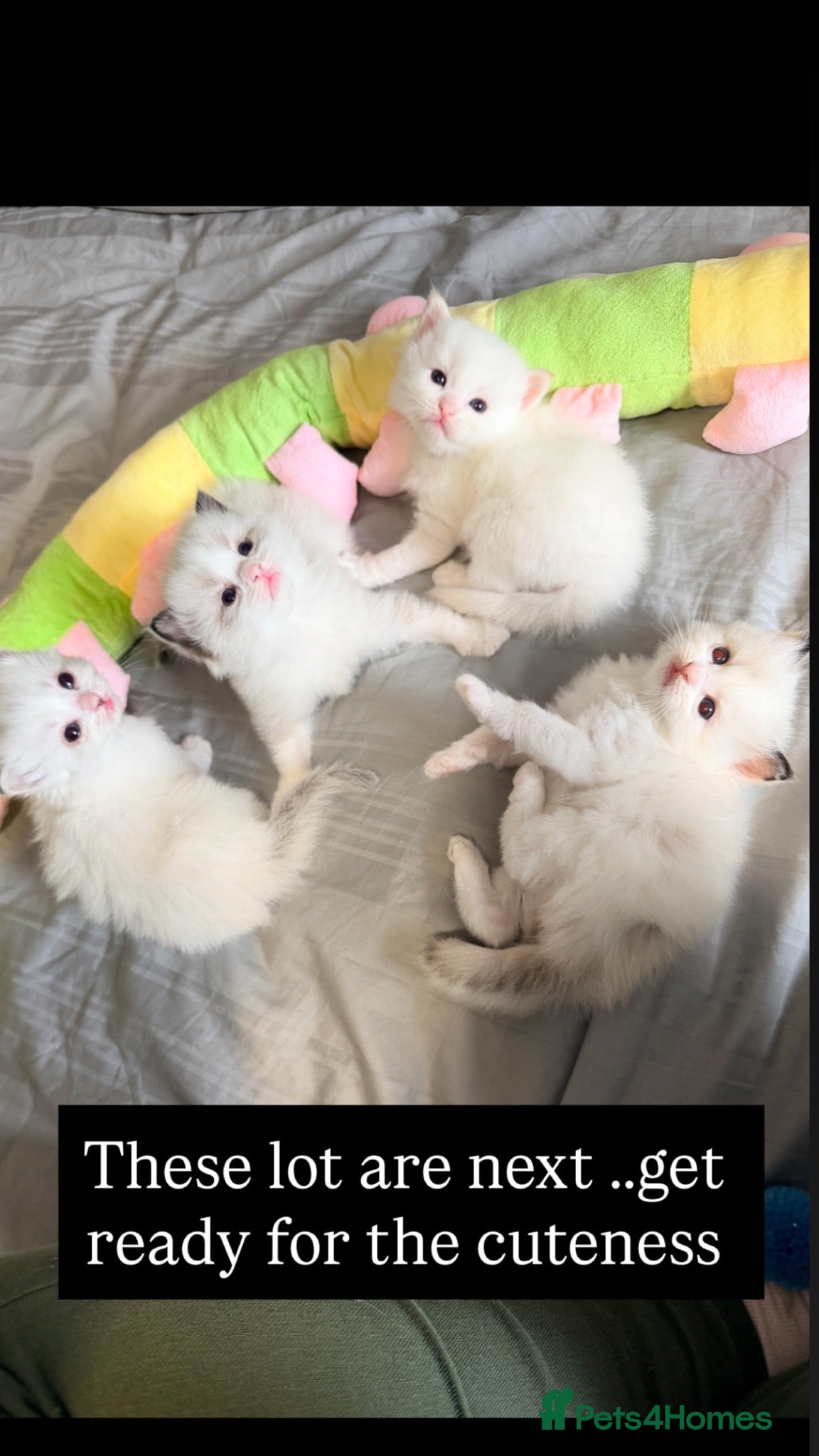Ragdoll cats GCCF REGISTERED DNA TESTED PARENTS  - Advert 13