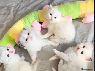 Ragdoll cats GCCF REGISTERED DNA TESTED PARENTS - Advert 13