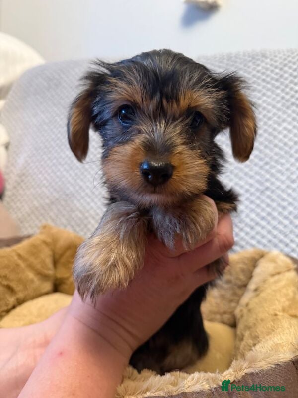Yorkshire Terrier dogs  Yorkie Puppies Available  - Advert 15