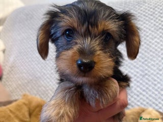 Yorkshire Terrier dogs Yorkie Puppies Available - Advert 3