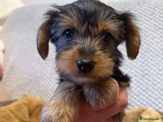 Yorkshire Terrier dogs Yorkie Puppies Available - Advert 15