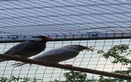 Finches birds for sale: Java finch baby's  - Image 3