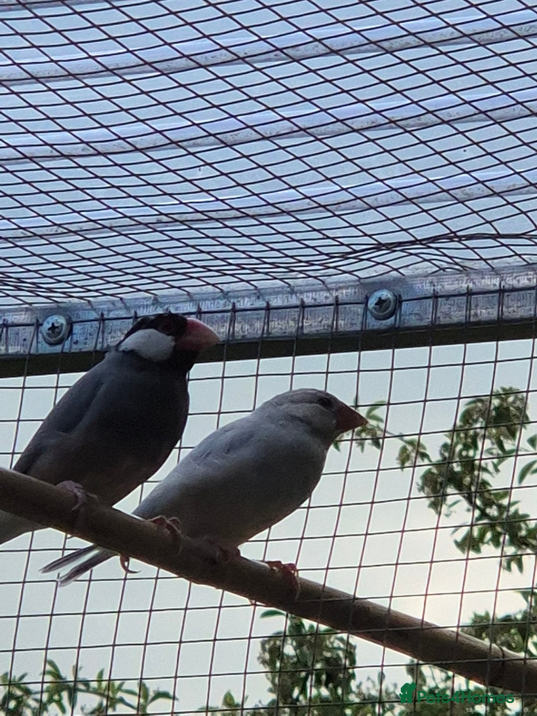 Finches birds for sale: Java finch baby's  - Image 3
