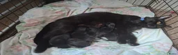 Mixed Breed cats for sale: Black kittens in Guildford - Advert 12