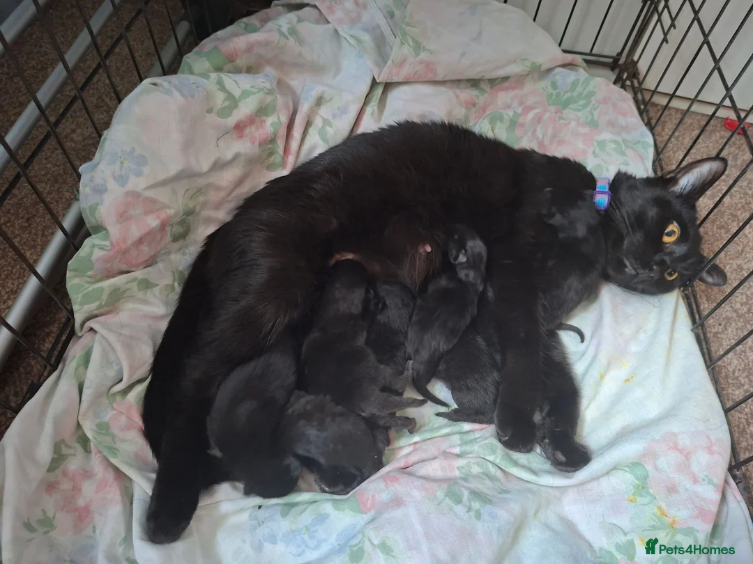 Mixed Breed cats for sale: Black kittens in Guildford - Advert 12