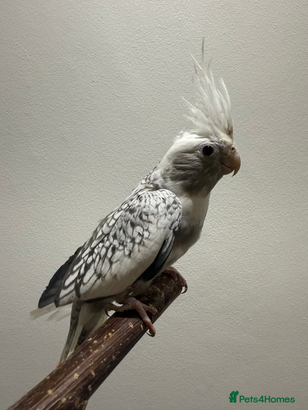 Cockatiels birds for sale: Beautiful Cockatiels for sale  - Advert 7