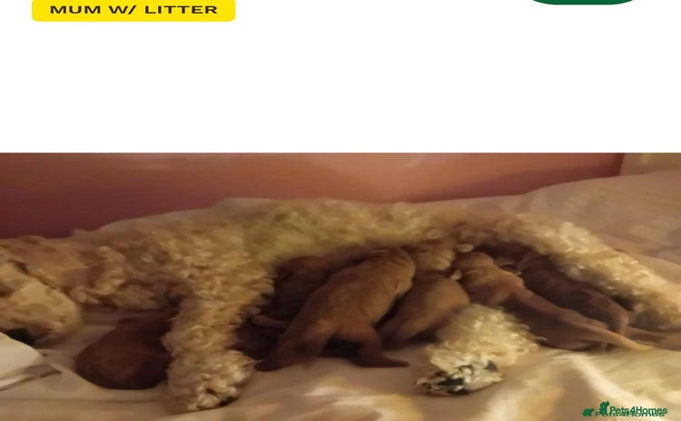 Cavapoo dogs - Advert 3