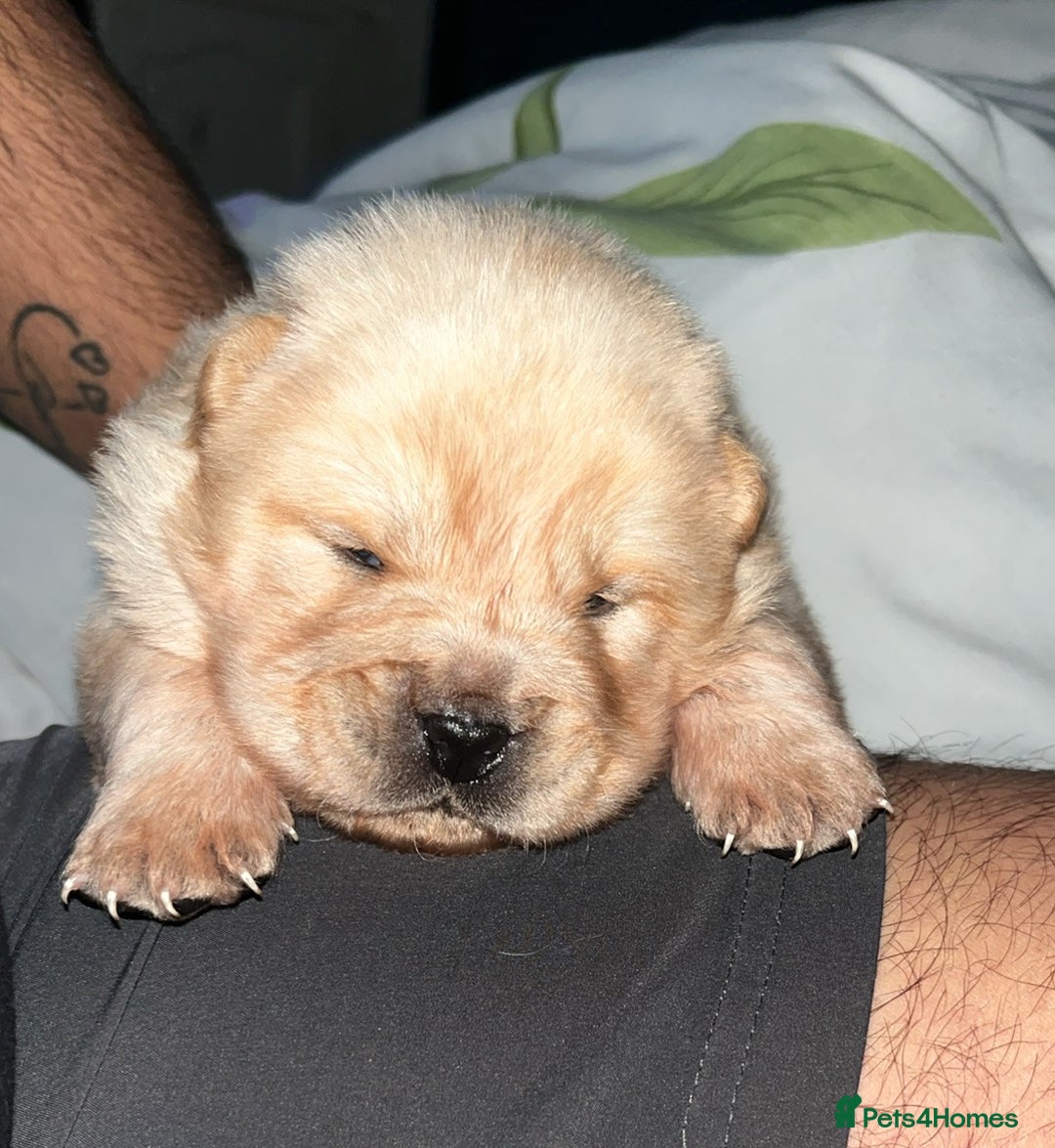 Chow Chow dogs for sale: Chow chow - Image 6