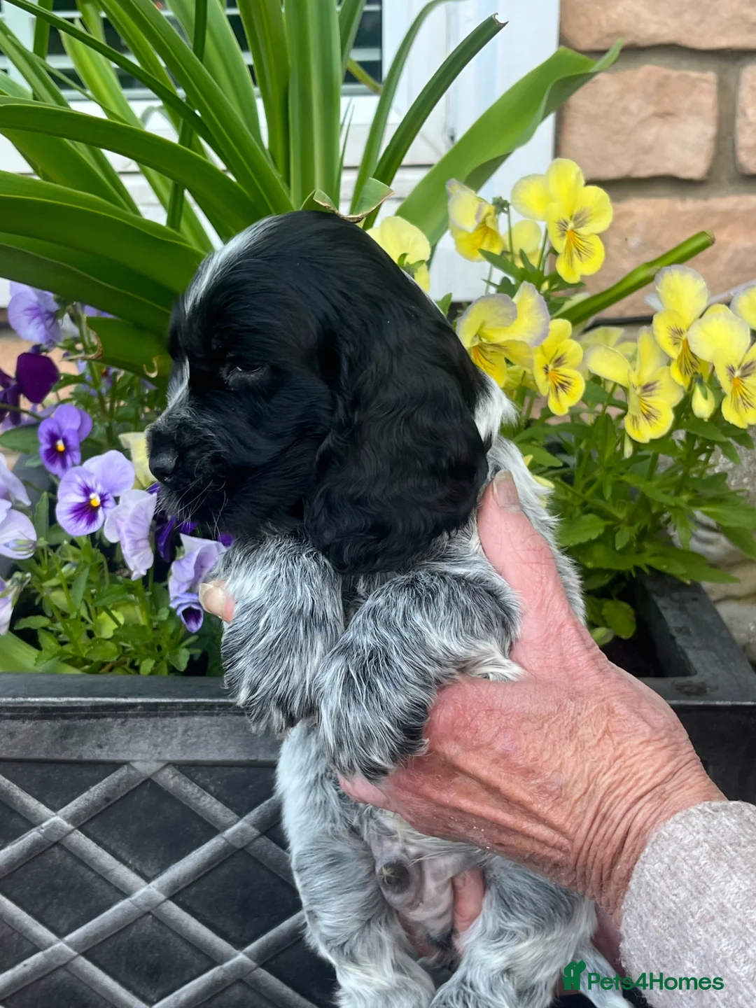 Cocker Spaniel dogs for sale: Beautiful KC reg Show cockers  - Advert 7