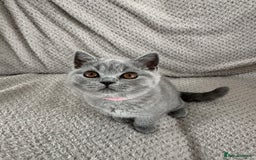 British Shorthair cats for sale: READY NOW 😻Pedigree BSH with perks in Swindon - Image 9
