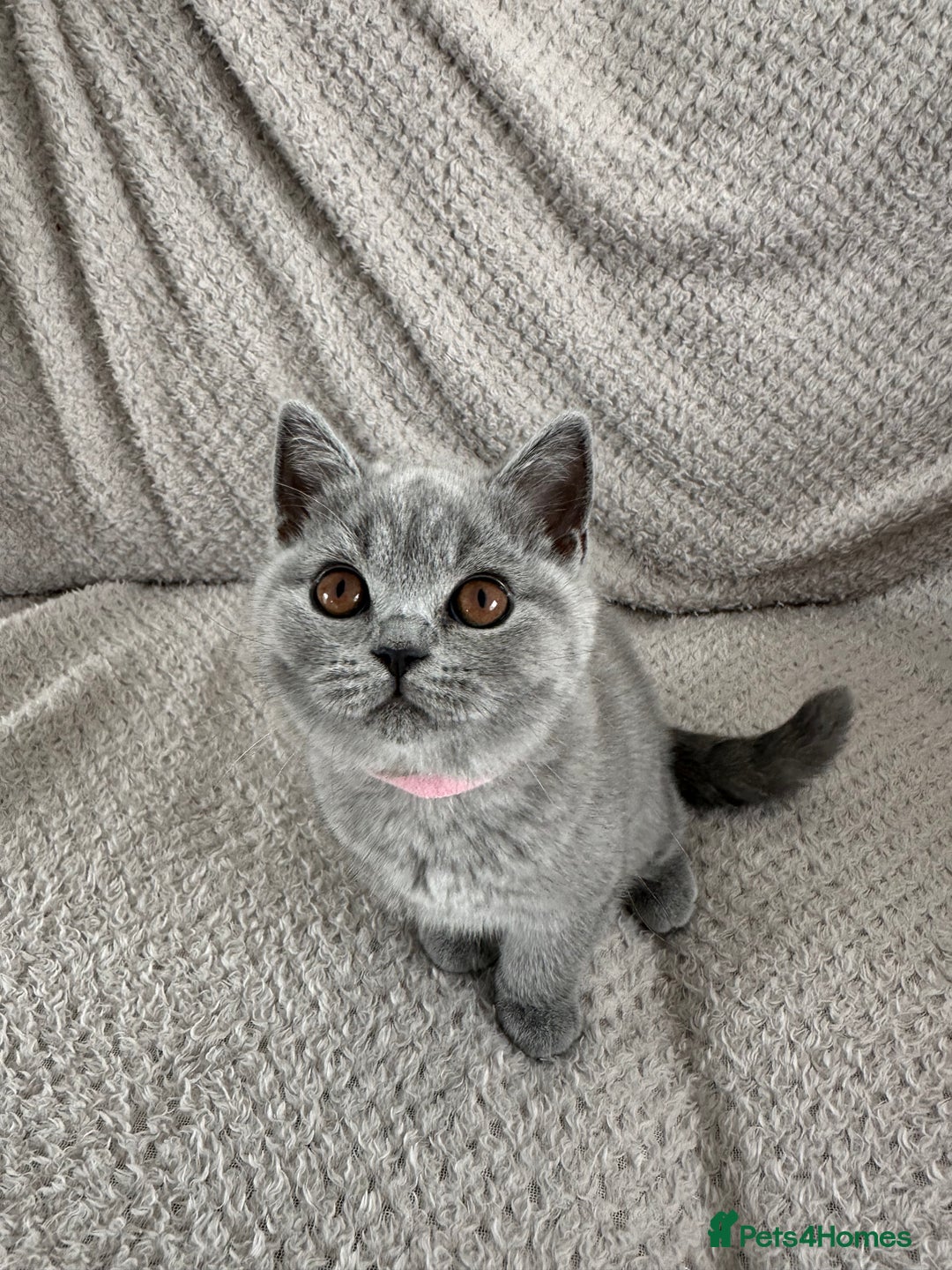 British Shorthair cats for sale: READY NOW 😻Pedigree BSH with perks in Swindon - Image 9