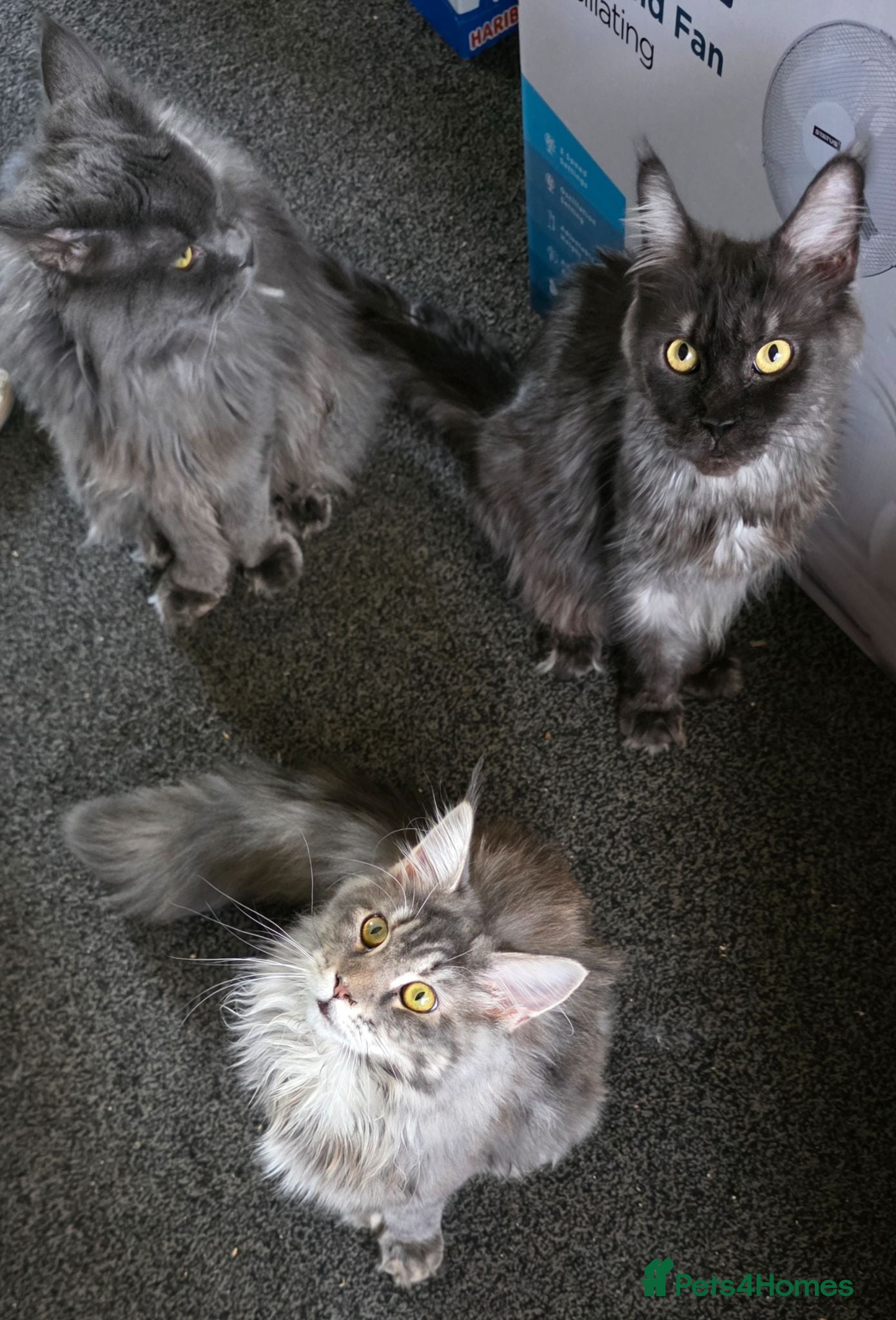 Maine Coon cats Maincoon kitten  - Advert 2