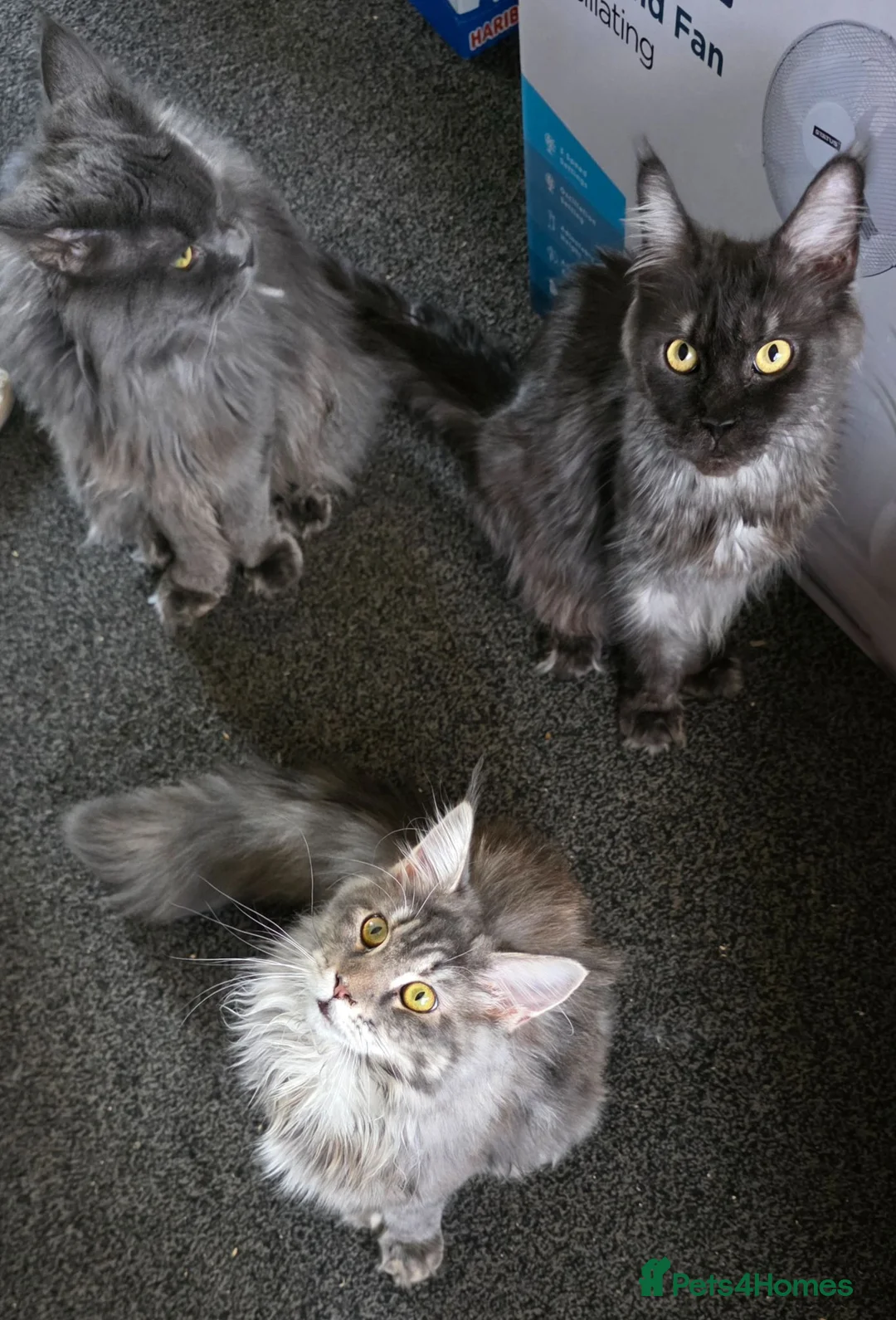 Maine Coon cats for sale: Maincoon kitten  - Advert 1