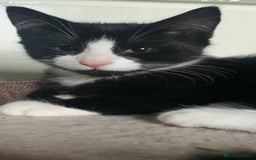Domestic Shorthair cats for sale: Kittens need loving homes ❤️ - Image 4