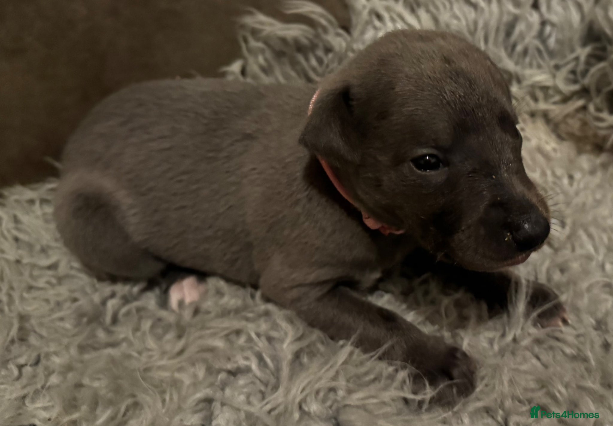 Whippet dogs for sale: 💙 Stunning KC Registered Blue Whippet Puppies  - Advert 17