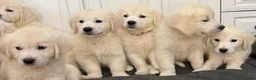Golden Retriever dogs for sale: Lovely, confident playful puppies - Advert 6