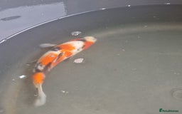 Koi Carp fish for sale: Koi for sale - Image 2