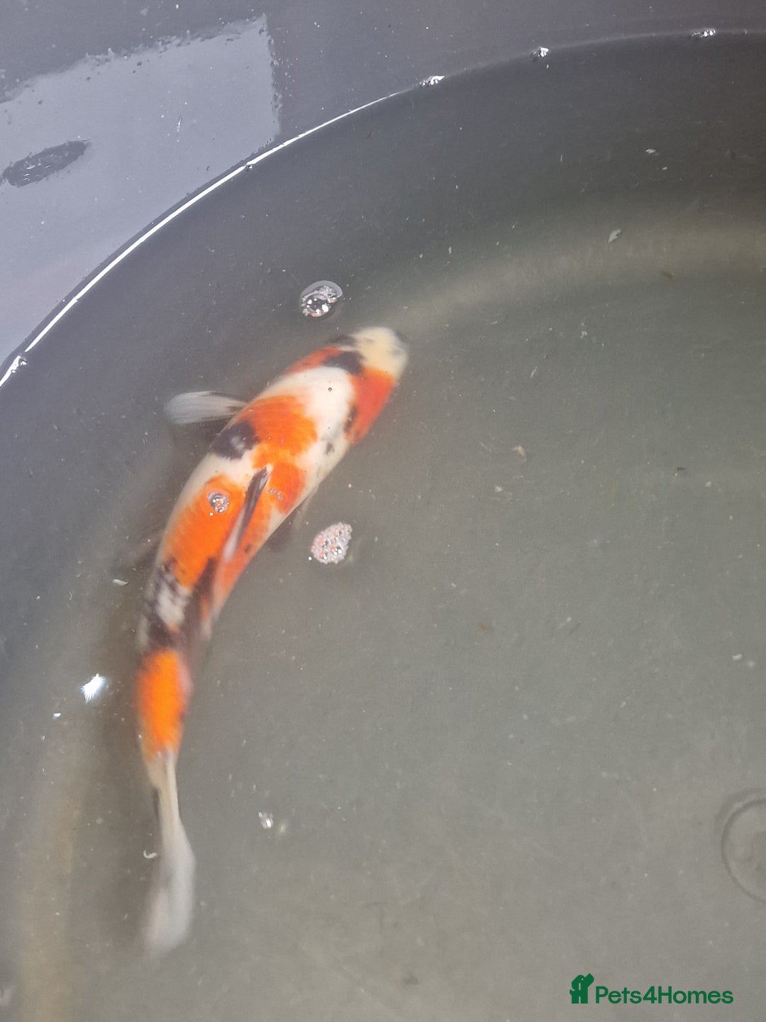 Koi Carp fish for sale: Koi for sale - Image 2